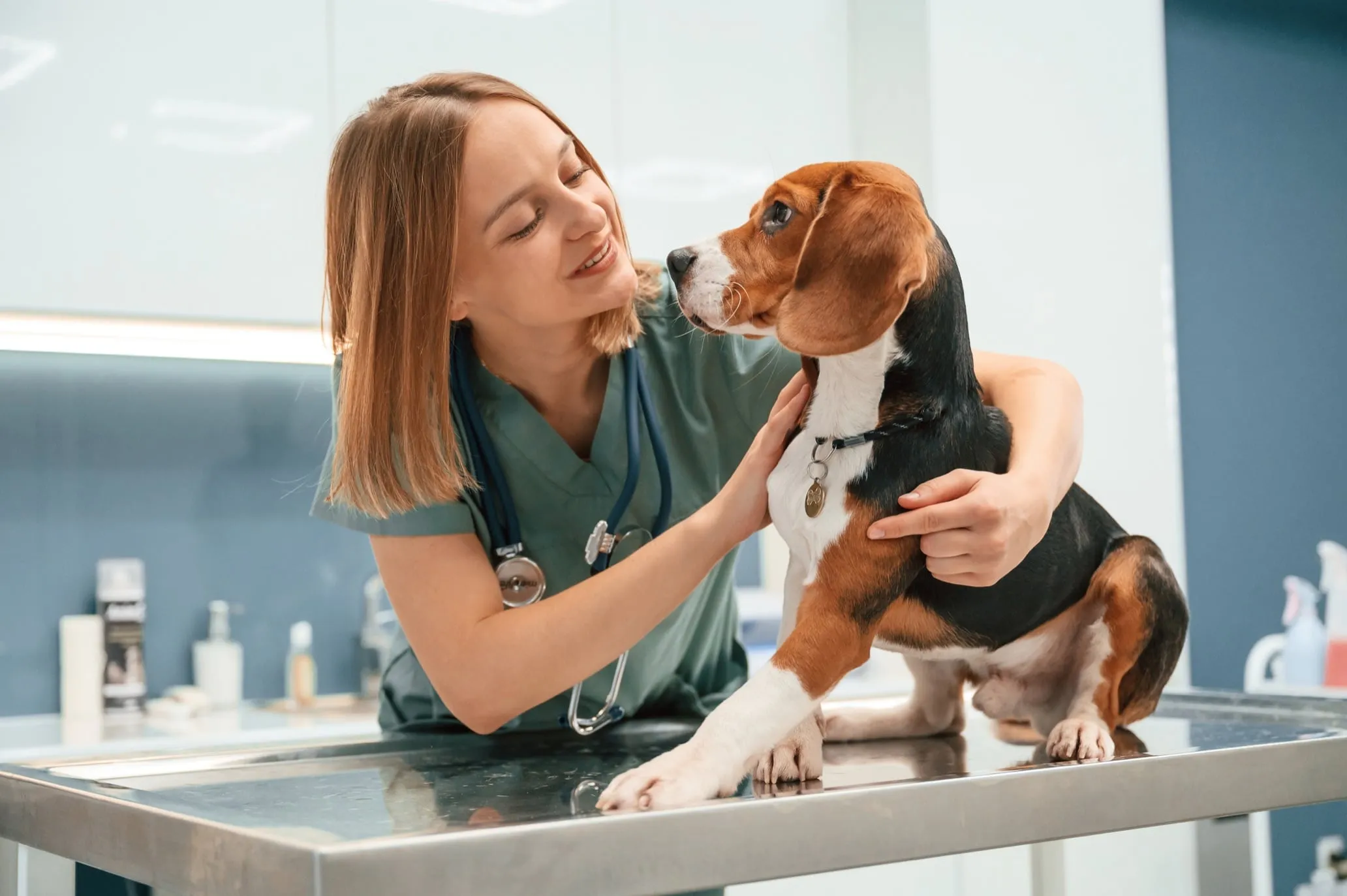 Tierärztin mit Stethoskop beugt sich zu einem Beagle auf dem Untersuchungstisch, beide Hände am Tier